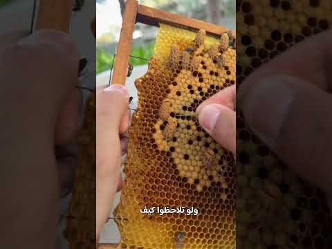 لحظة خروج ملكة النحل من بيتها