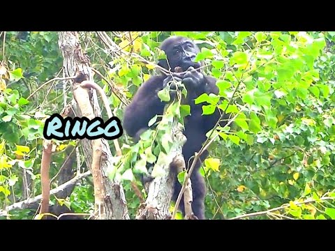 Scared Ringo Ringo is afraid of going to the treetops and chewing bark💦#ゴリラ#迪亞哥#金剛猩猩 ...