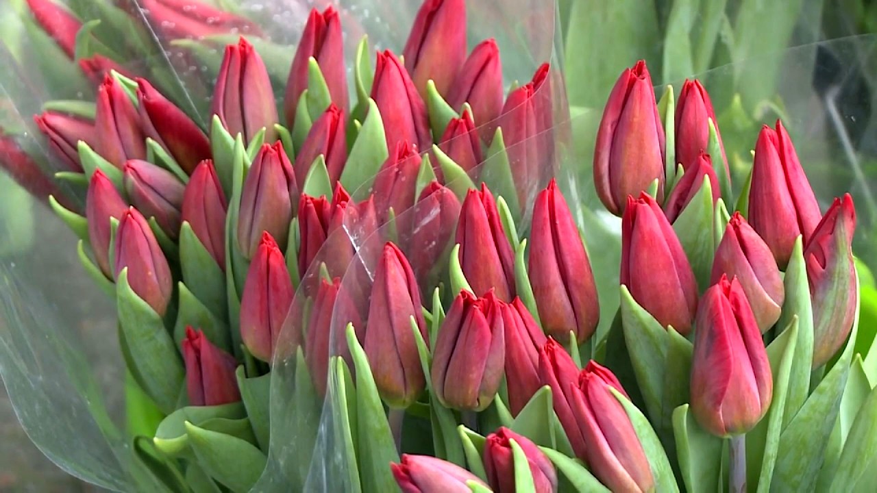 TKB - Zdrowa Kobieta - 06.03.2026