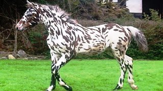 Quelle est le cheval le plus rare ?