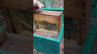 Reinzuchtköniginnen braucht das Land 🐝🥰 #music #imker #beekeeper #imkern #Hirschgrund #bienenkönigin