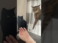 両手は反則でぇす #cat #猫