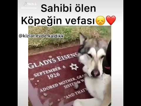 Whatsapp status sahibi ölen köpek