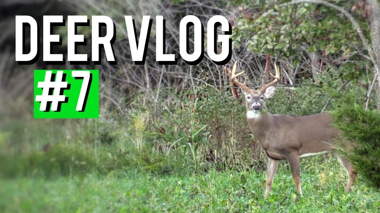 FIRST OUT OF STATE DEER Deer VLOG S8 7 YouTube first-out-of-state-deer-deer-vlog-s8-7-youtube