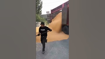 Unloading Tons of Grain from a Container #shorts