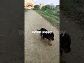 sweet puppy