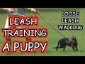 LEASH TRAINING A PUPPY - TUTORIAL LEASH TRAINING A PUPPY - TUTORIAL
