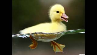 Dodo Sorsa BassBoosted