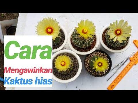 Video: Budidaya Peyote - Pelajari Tentang Perawatan Tanaman Kaktus Peyote