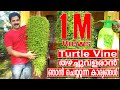 Turtle Vine Care & Gardening Tips in Malayalam | Best Fertilizer for Turtle Vine Hanging Plants