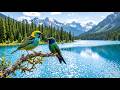 Bird Sounds Rain and Wind | Calm Night Sleep