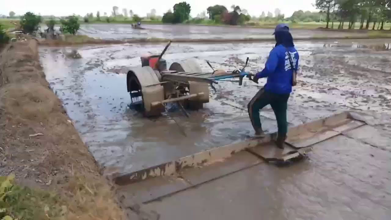 💸ดอกเงินมันเดินเจ้าของนาได้กล่าวไว้ เกี่ยวไปได้3วัน จะหว่านใหม่อีกแล้วมา2คันแป๊ปเดียวเสร็จ