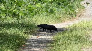 Two Carrion Crows Drink Water and Fiddle with Pebbles at Puddle