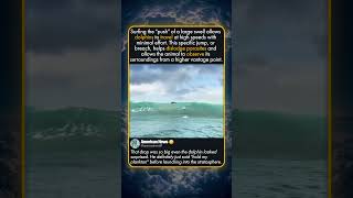 WHY DOLPHINS SURF MASSIVE WAVES