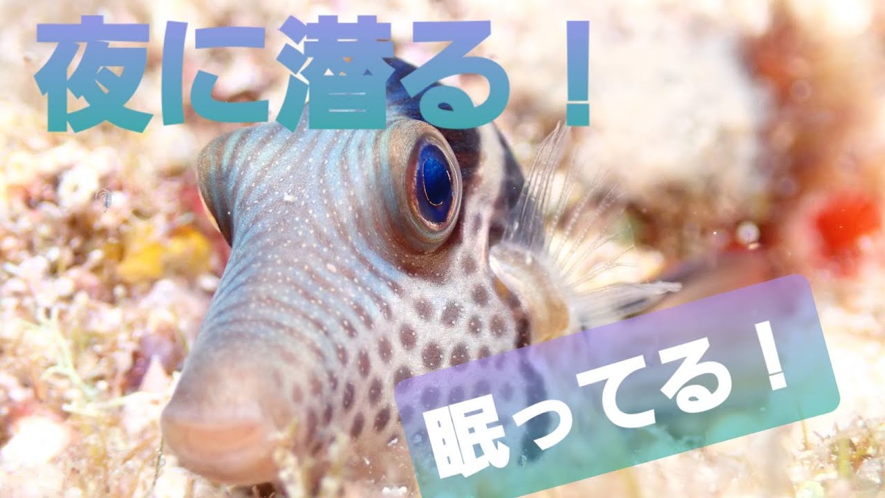 サンゴの産卵 沖縄慶良間体験ダイビングはアルファダイブ