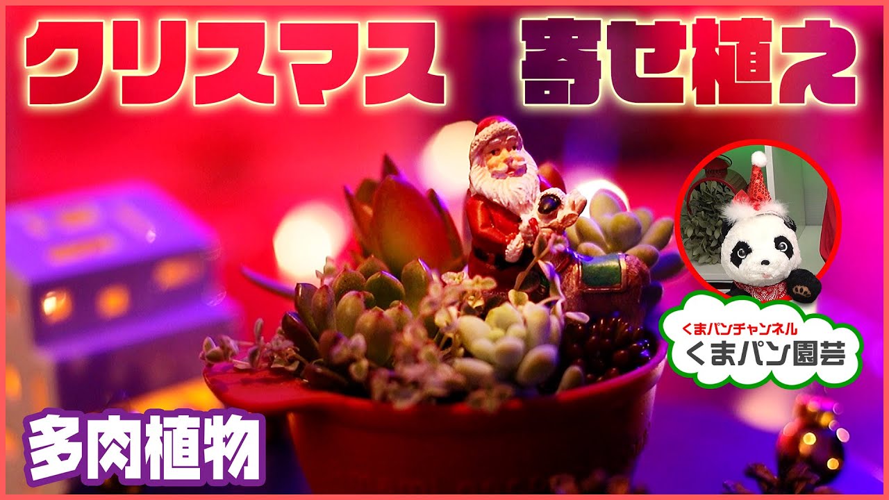 Succulents] I made a Christmas arrangement! [Kumapan Gardening 