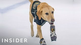 How This Rescue Dog Learned To Ice-Skate