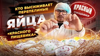 Узнали, кто высиживает перепелиные яйца «Красного Пищевика»! Знаменитый завод, который делает зефир!