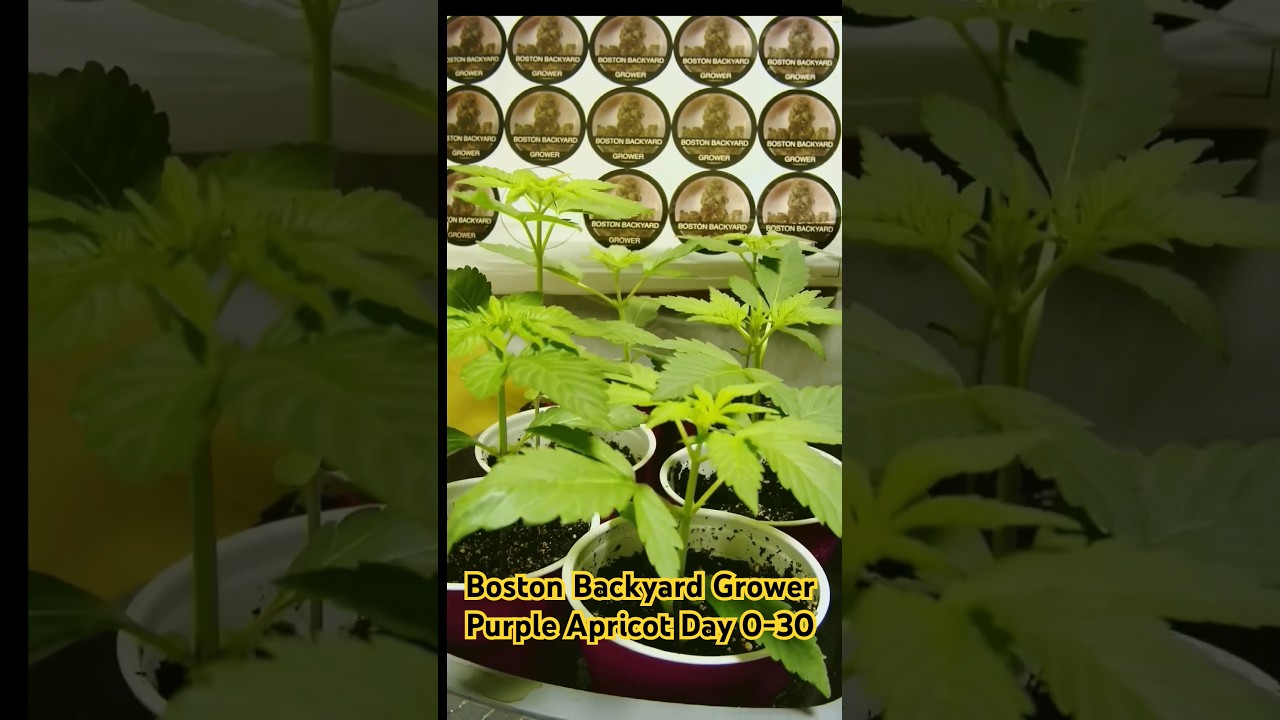 Timelapse Cannabis Grow Days 0-30 