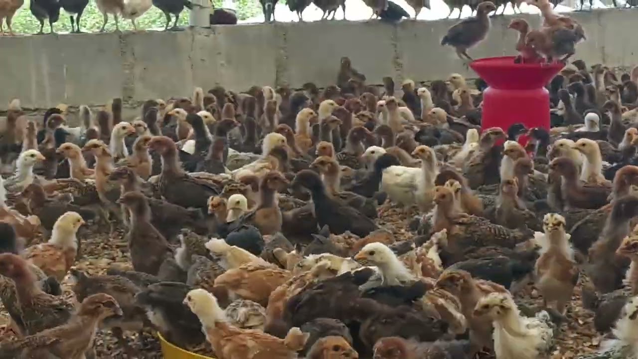 MS Nattukozli farm 9940805157. 