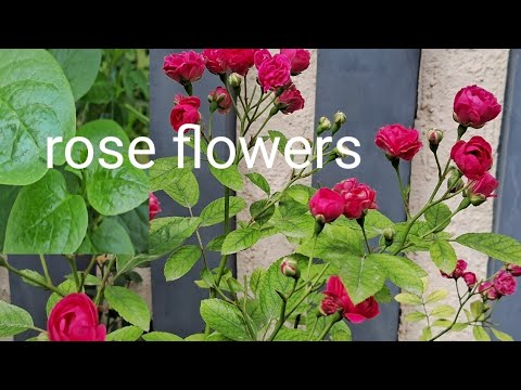 #rose#flowers#plants#leaf#vegetable