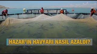 Hazar'ın havyarı nasıl azaldı? - Al Jazeera Türk Belgeseli