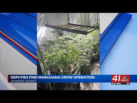 Indoor marijuana growth operation found in Johnson County; 43 plants seized