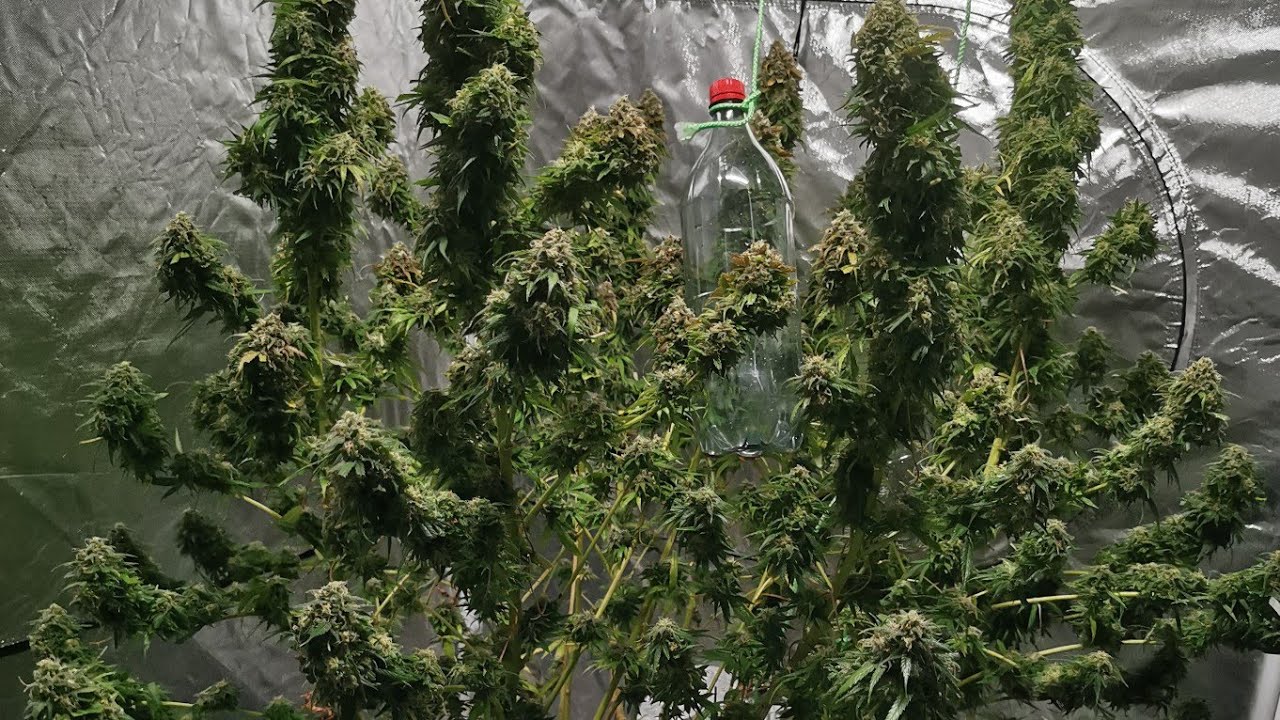 Fat Banana 0,6kg dry weed from 1 Plant Harvest Royal Queen Seeds