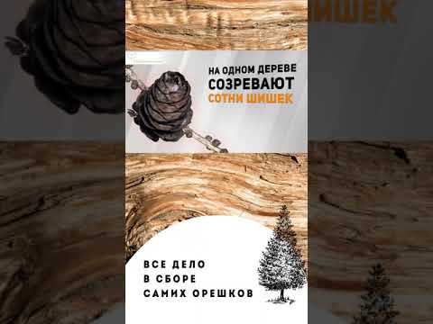Почему кедровые орешки такие дорогие