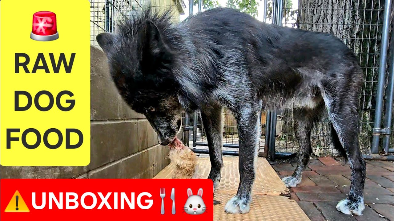 RAW Dog Food Haul: Whole Rabbit with Fur! πΊπ΄π° - YouTube