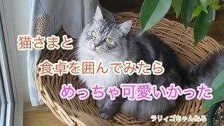 猫ちゃんと卓上を囲んだらめっちゃ可愛いかった！｢猫動画」 by ラリィゴ 55 views 1 month ago 3 minutes, 59 seconds