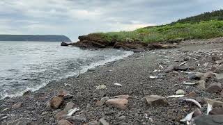Capelin Rolling | 1 hour on the beach in Conche Newfoundland | Ocean Sounds