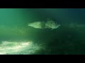 Under water drone captures footage of large mouth bass