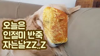 골든리트리버가 자면 생기는 일 | 인절미가 늘어진다 | 보면 졸린 영상