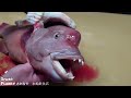 Asian Sheepshead fish Skinning Skills  (Kobudai)