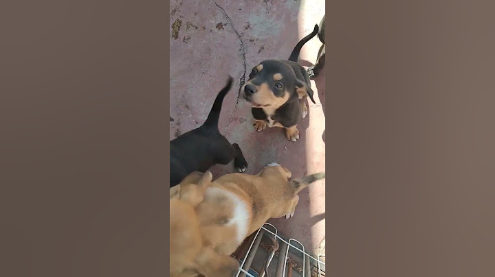 filhote de cachorro para adotar em BH