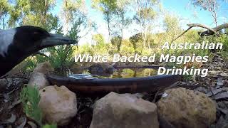 Australian White Backed Magpies Drinking