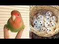 Baby Animals 🔴 Funny Parrots and Cute Birds Compilation (2023) Loros Adorables Recopilación #8