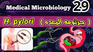 Helicobacter pylori (H. pylori) شرح بالعربي جرثومه المعده