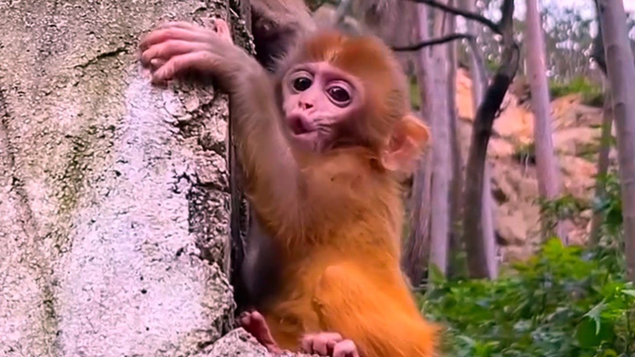 Oh No baby monkey feel cries when Mom monkey no help.