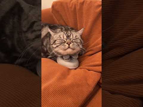 Cat massage comb #cat #bestpetsupplies #petshub