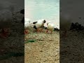 Funny geese clean feathers #shorts