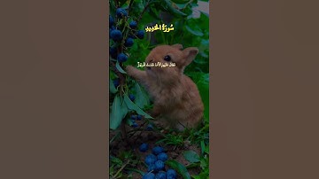 تلاوة عجيبة فاقت كل التوقعات 😍إبداع يكاد يذهب 11