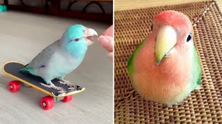 Smart And Funny Parrots Parrot Talking Videos Compilation (2024)  Cute Birds #13