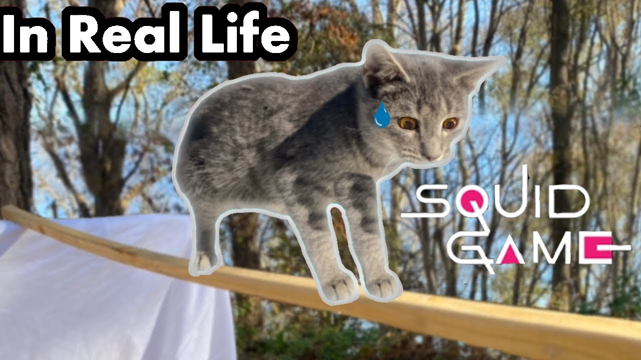 Cats Try Squid Game In Real Life YouTube