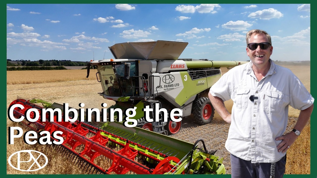 Pea Harvest in Full Swing & James' Daughter Takes the Wheel!