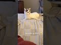 Cat Core #cat #funnycats #core #catsoftiktok