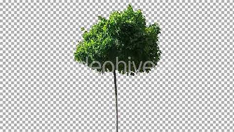 Real Tree Isolated on the Wind 20 | Stock Footage - Envato elements