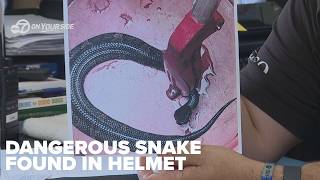 Venomous cottonmouth discovered in Maumelle High School player’s helmet during practice