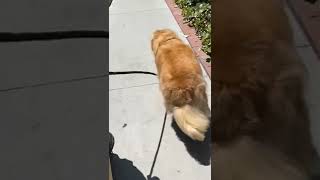 golden retriever dog funny videostrending trending